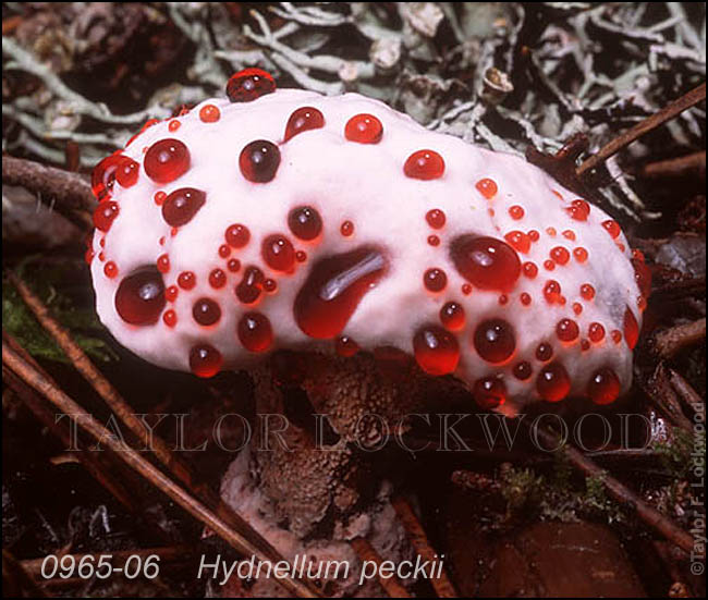Hydnellum_peckii-b_mushroom.jpg
